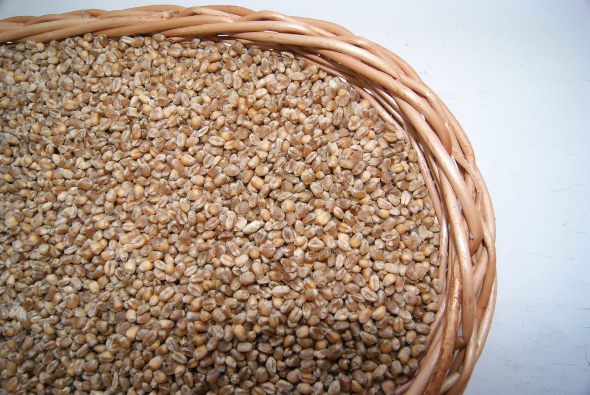 Pszenica okrągłoziarnowa (Triticum sphaerococcum)