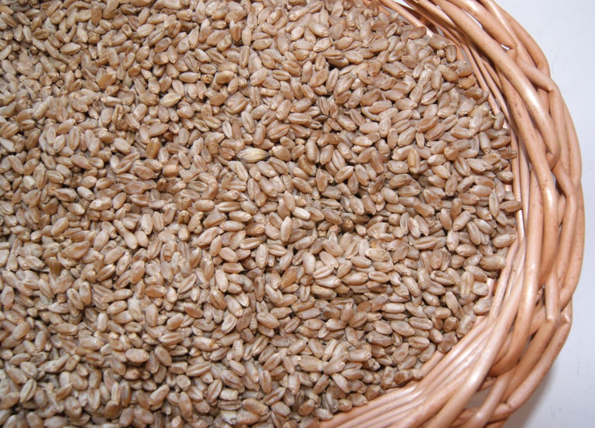 Pszenica perska (Triticum persicum)